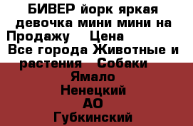 БИВЕР йорк яркая девочка мини мини на Продажу! › Цена ­ 45 000 - Все города Животные и растения » Собаки   . Ямало-Ненецкий АО,Губкинский г.